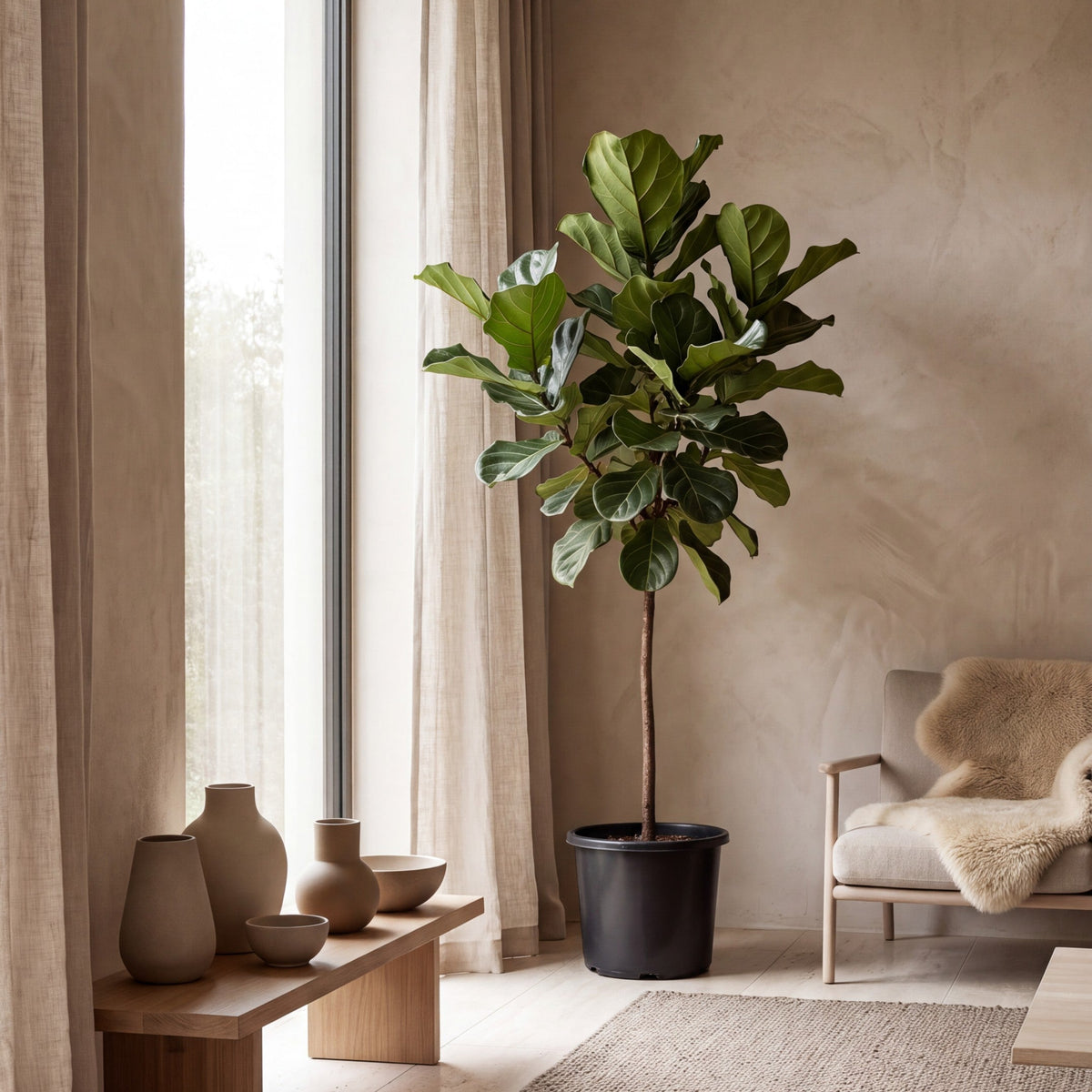 Fiddle Leaf