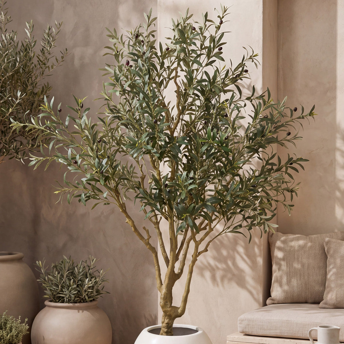 Olive tree