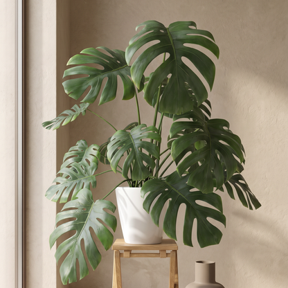 Monstera