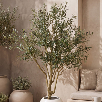 Olive tree