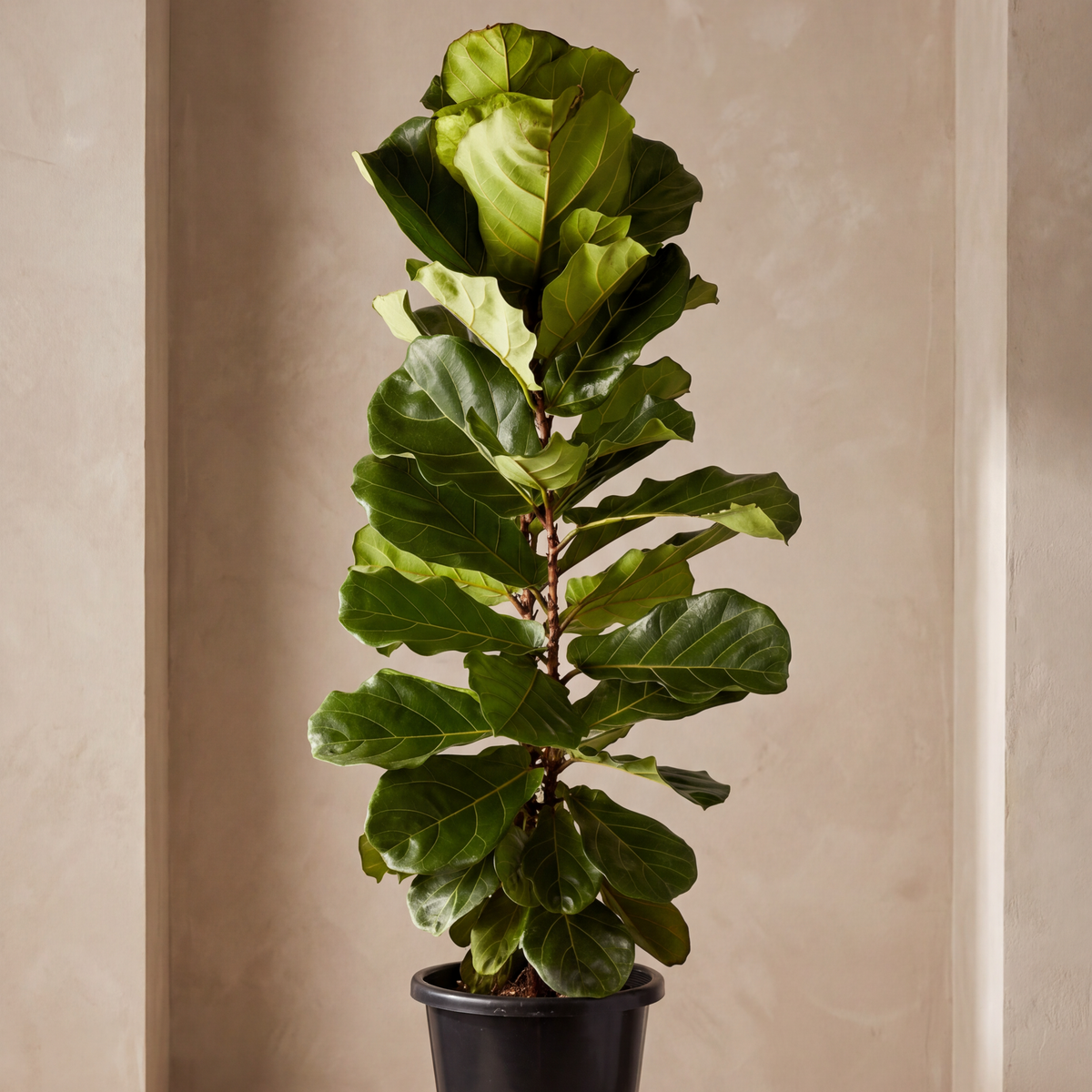 Fiddle Leaf