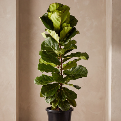 Fiddle Leaf