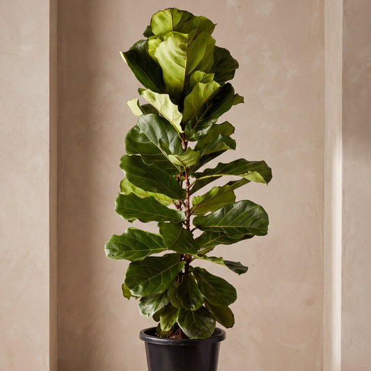 Fiddle Leaf