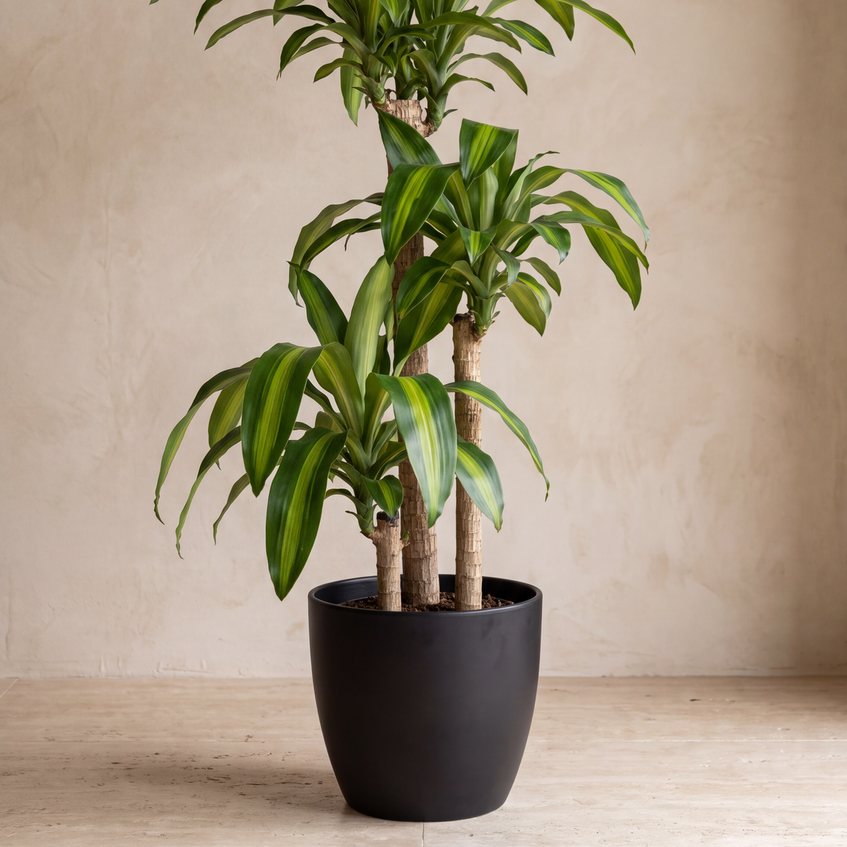 Snake plant