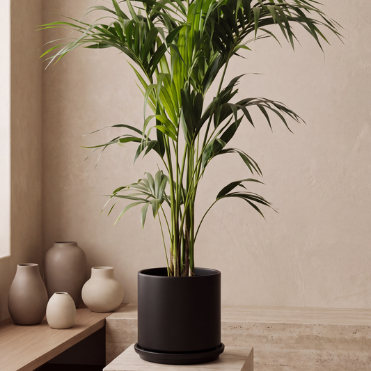 Kentia palm