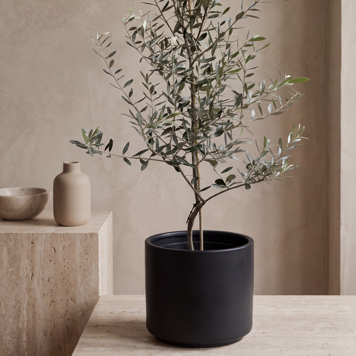 Olive tree