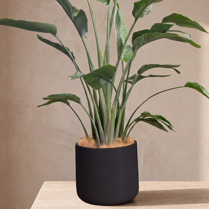 Bird of paradise