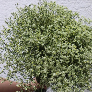 Misty Decorative  Flowers