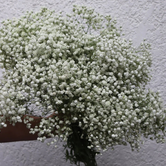 Gypsophilia Decorative  Flowers